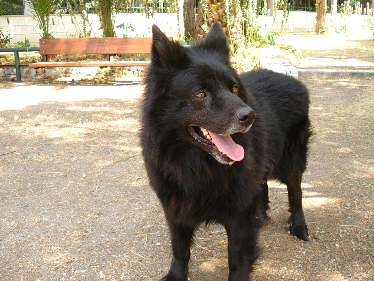 Γερμανία: Με GPS «ελεύθερος» ο λύκος που δάγκωσε γυναίκα στο Αμβούργο