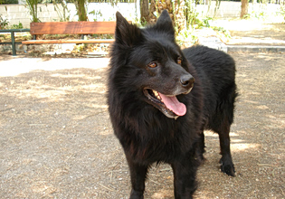 Γερμανία: Με GPS «ελεύθερος» ο λύκος που δάγκωσε γυναίκα στο Αμβούργο