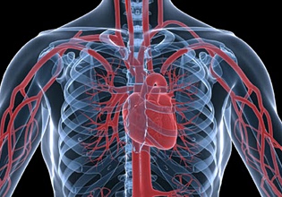 Μοριακές θεραπείες στοχεύουν στην αιτία των καρδιοπαθειών