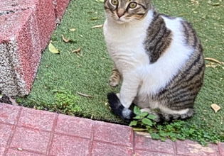 Cat Festival: Επιστρέφει για δεύτερη χρονιά στο Παλιό Αμαξοστάσιο ΟΣΥ στο Γκάζι