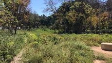 Πάρκο που μοιάζει με απεριποίητο… μποστάνι – Κίνδυνος σε λεωφόρο για πεζούς και οδηγούς στο κέντρο του Ηρακλείου