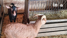 Αμπελόκηποι: Τι λέει ο αρχιτέκτονας και CEO ιδιοκτήτης της στάνης στην ταράτσα 16όροφου κτιρίου – Ανακοίνωση ΕΦΕΤ