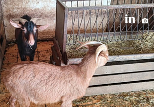 Αμπελόκηποι: Τι λέει ο αρχιτέκτονας και CEO ιδιοκτήτης της στάνης στην ταράτσα 16όροφου κτιρίου – Ανακοίνωση ΕΦΕΤ