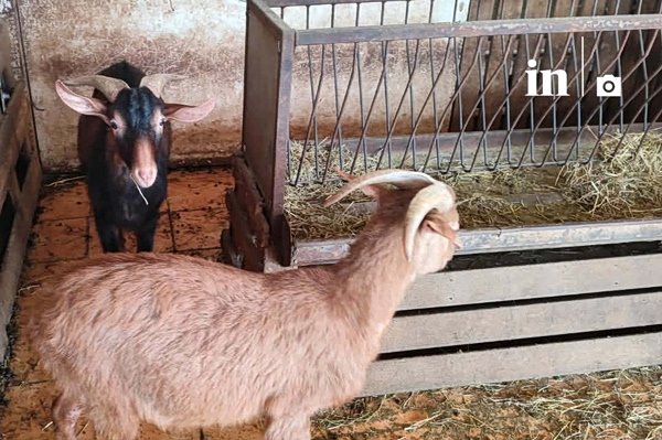 Αμπελόκηποι: Τι λέει ο αρχιτέκτονας και CEO ιδιοκτήτης της στάνης στην ταράτσα κτιρίου – Ανακοίνωση ΕΦΕΤ