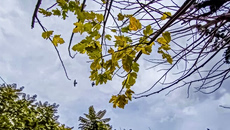 Με χειμωνιάτικο καιρό η Πρωτομαγιά- «Επιβεβαιώνεται η ψυχρή εισβολή» λέει ο Θοδωρής Κολυδάς