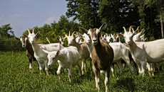 ΥπΑΑΤ: Απόπειρες τηλεφωνικής εξαπάτησης με πρόσχημα τον αφθώδη πυρετό – Προσοχή!