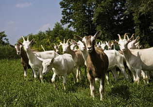 ΥπΑΑΤ: Απόπειρες τηλεφωνικής εξαπάτησης με πρόσχημα τον αφθώδη πυρετό – Προσοχή!