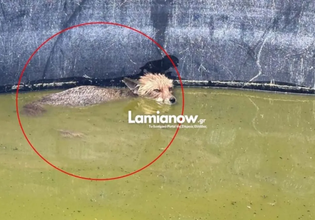 Πυροσβέστες διέσωσαν μικρή αλεπού που είχε εγκλωβιστεί σε δεξαμενή στη Λαμία