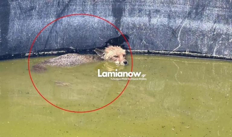 Πυροσβέστες διέσωσαν μικρή αλεπού που είχε εγκλωβιστεί σε δεξαμενή στη Λαμία