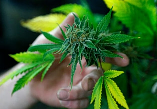 Μαριχουάνα… Go!