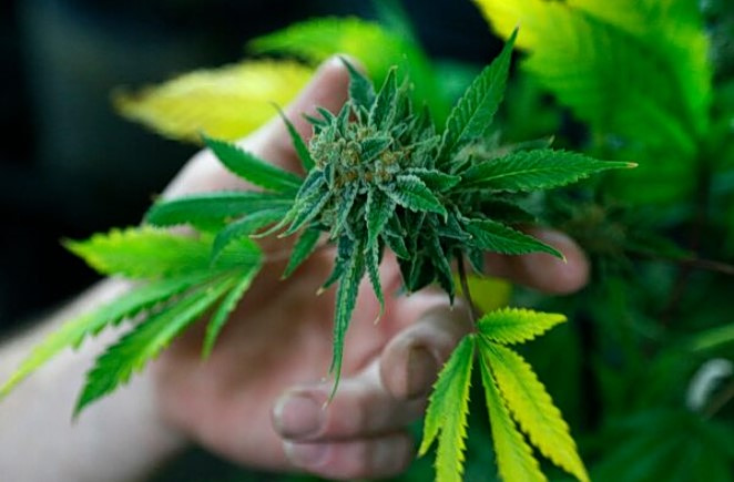 Μαριχουάνα… Go!