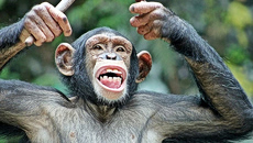 Φίλοι εναντίον φίλων – Σπάνιος «εμφύλιος πόλεμος» δίχασε τη μεγαλύτερη ομάδα χιμπατζήδων