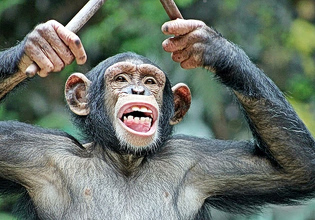 Φίλοι εναντίον φίλων – Σπάνιος «εμφύλιος πόλεμος» δίχασε τη μεγαλύτερη ομάδα χιμπατζήδων