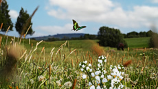 Πυρ ομαδόν κατά της πρότασης για δόμηση σε περιοχές Natura