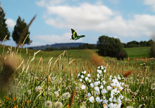 Πυρ ομαδόν κατά της πρότασης για δόμηση σε περιοχές Natura