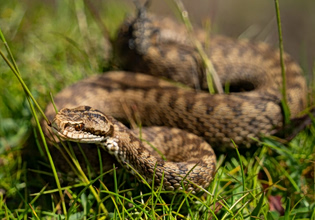 Σύρος: Σε σταθερή κατάσταση ο 13χρονος που τον δάγκωσε οχιά