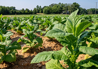 Το μοντέλο της JTI στην Ελλάδα: Επενδύσεις στην ακριτική περιφέρεια με διεθνή αντίκτυπο
