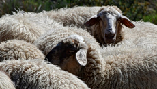 Νεκρά πρόβατα εντοπίστηκαν σε πλαγιά στην Πτελέα Κοζάνης