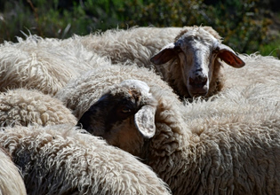 Νεκρά πρόβατα εντοπίστηκαν σε πλαγιά στην Πτελέα Κοζάνης