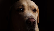 Χανιά: Είχαν 8 σκυλιά σε ποιμνιοστάσιο αλλά δεν τα φρόντιζαν – Σύλληψη 37χρονου