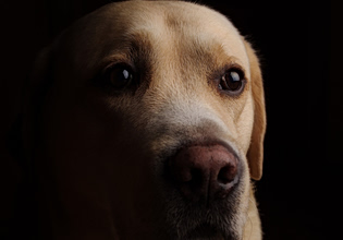 Χανιά: Είχαν 8 σκυλιά σε ποιμνιοστάσιο αλλά δεν τα φρόντιζαν – Σύλληψη 37χρονου