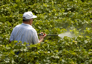 Φυτοφάρμακα και καρκίνος – Ακόμα και 150% υψηλότερος κίνδυνος για τους πληθυσμούς που εκτίθενται σε αυτά