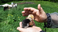 Ακόμα και τα κοτοπουλάκια απολαμβάνουν τα ανθρώπινα χάδια