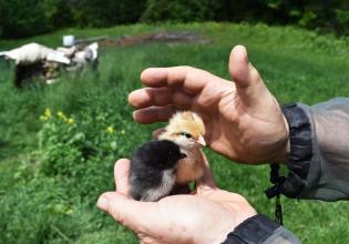 Ακόμα και τα κοτοπουλάκια απολαμβάνουν τα ανθρώπινα χάδια