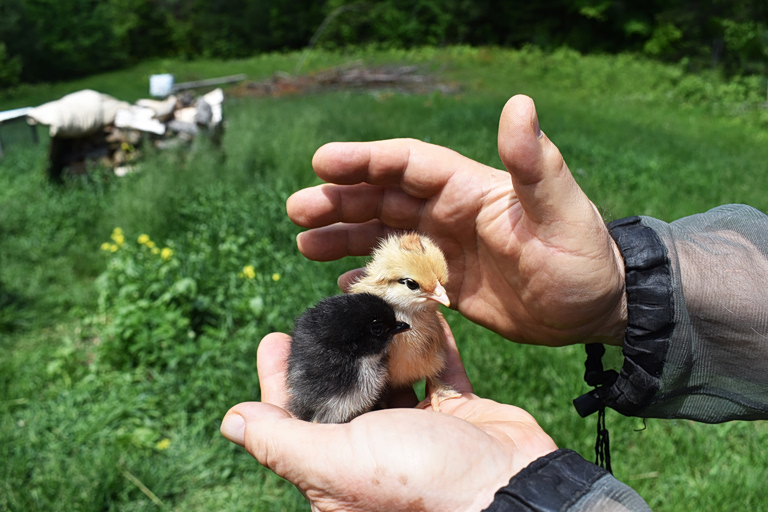 Ακόμα και τα κοτοπουλάκια απολαμβάνουν τα ανθρώπινα χάδια