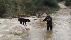 Κακοκαιρία: Η στιγμή που διασώζονται δύο σκύλοι που είχαν εγκλωβιστεί σε ποταμό