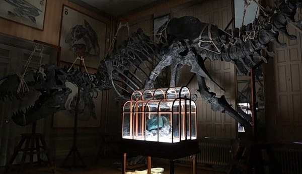 Τσάντα από καλλιεργημένο δέρμα… τυραννόσαυρου βγαίνει σε δημοπρασία στο Άμστερνταμ