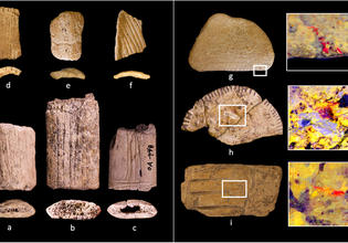 Τελικά, τα αρχαία ζάρια 12.000 ετών ήταν τζόγος ή απλώς ανάγκη για παιχνίδι;