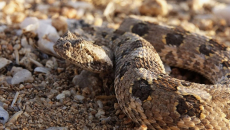 Σύρος: Εκτός κινδύνου ο 13χρονος μετά από δάγκωμα οχιάς