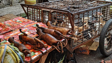 Βρίθουν ζωονόσων οι αγορές άγριων ζώων – Προειδοποίηση για νέες πανδημίες