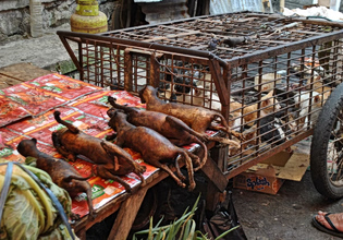 Βρίθουν ζωονόσων οι αγορές άγριων ζώων – Προειδοποίηση για νέες πανδημίες