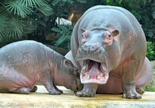Σε θανάτωση θα οδηγηθούν 80 από τους διαβόητους «ιπποπόταμους του Εσκομπάρ» στην Κολομβία