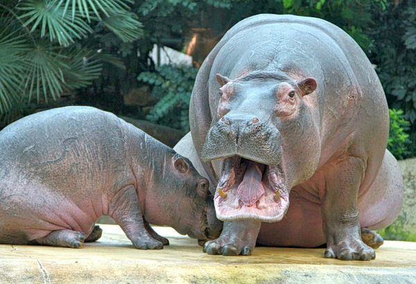 Σε θανάτωση θα οδηγηθούν 80 από τους διαβόητους «ιπποπόταμους του Εσκομπάρ» στην Κολομβία