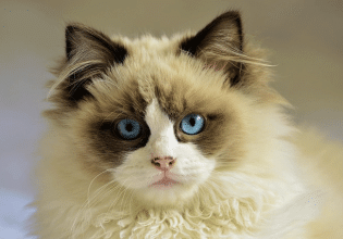 Πώς αντιλαμβάνεται η γάτα τον χρόνο;