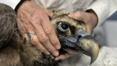 Ο μαυρόγυπας «Ιωάννα» επέστρεψε στη Δαδιά και ανανέωσε την ελπίδα