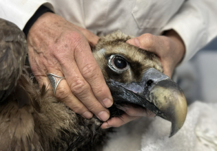 Ο μαυρόγυπας «Ιωάννα» επέστρεψε στη Δαδιά και ανανέωσε την ελπίδα