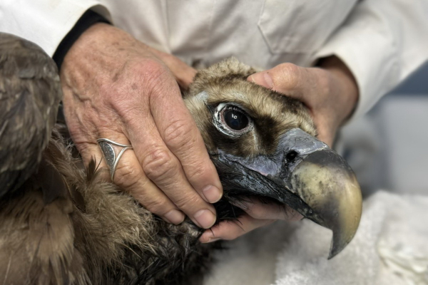 Ο μαυρόγυπας «Ιωάννα» επέστρεψε στη Δαδιά και ανανέωσε την ελπίδα