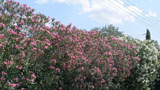 Τι απαντά ΕΟΔΥ στον «πόλεμο» για το ξήλωμα της πικροδάφνης από τα σχολεία