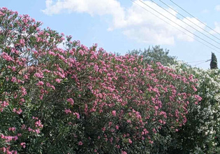 Τι απαντά ΕΟΔΥ στον «πόλεμο» για το ξήλωμα της πικροδάφνης από τα σχολεία