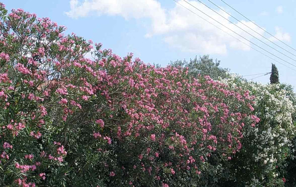 Τι απαντά ΕΟΔΥ στον «πόλεμο» για το ξήλωμα της πικροδάφνης από τα σχολεία