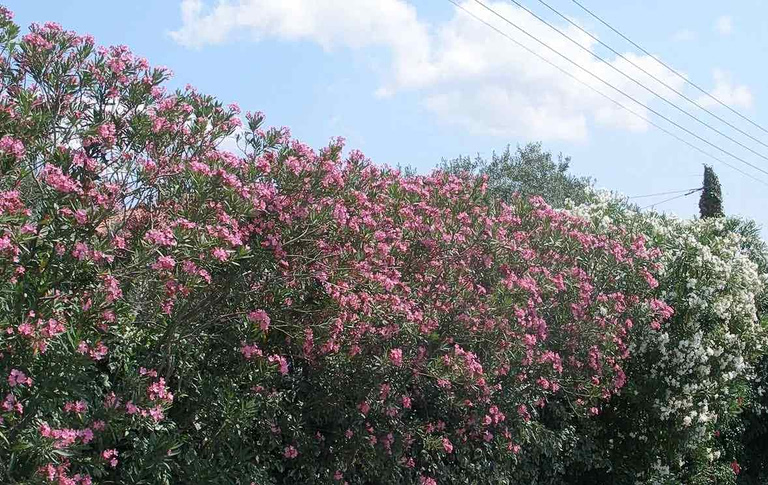 Τι απαντά ΕΟΔΥ στον «πόλεμο» για το ξήλωμα της πικροδάφνης από τα σχολεία
