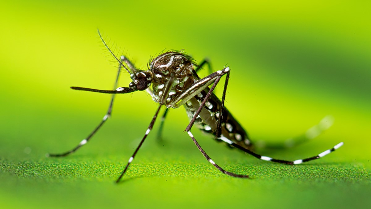 Το κουνούπι της μελέτης, Aedes aegypti, έχει εξαφανιστεί από την Ελλάδα αλλά θα μπορούσε να επιστρέψει (US CDC)