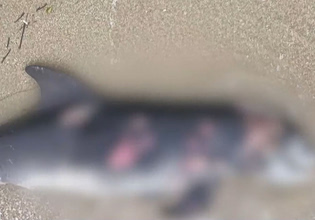 Θεσσαλονίκη: Νεκρό δελφίνι ξεβράστηκε στην ακτή – Το πέταξαν δίπλα σε κάδο απορριμμάτων