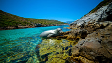 Για να γλιτώσουν από τους τουρίστες, οι φώκιες του Ιονίου κρύβονται σε υποβρύχιες φυσαλίδες αέρα