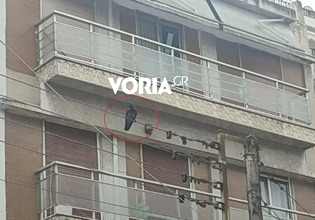 Θεσσαλονίκη: Κοράκι επιτίθεται σε περαστικούς – Τρεις τραυματίες