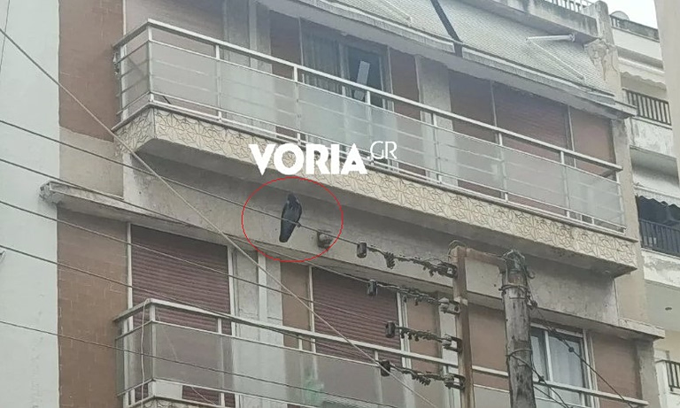 Θεσσαλονίκη: Κοράκι επιτίθεται σε περαστικούς – Τρεις τραυματίες